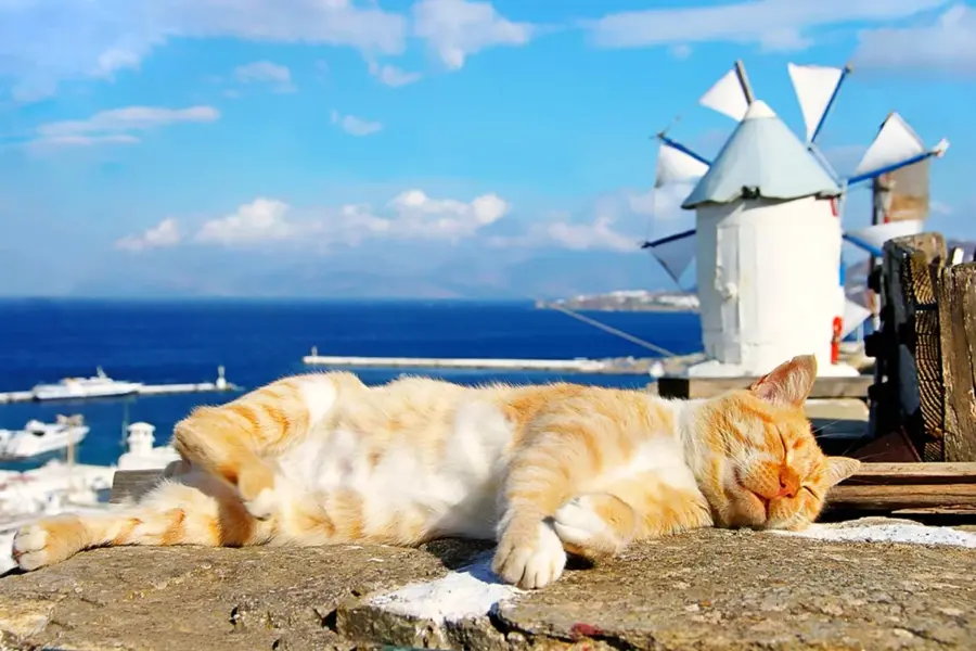 Кот в Греции