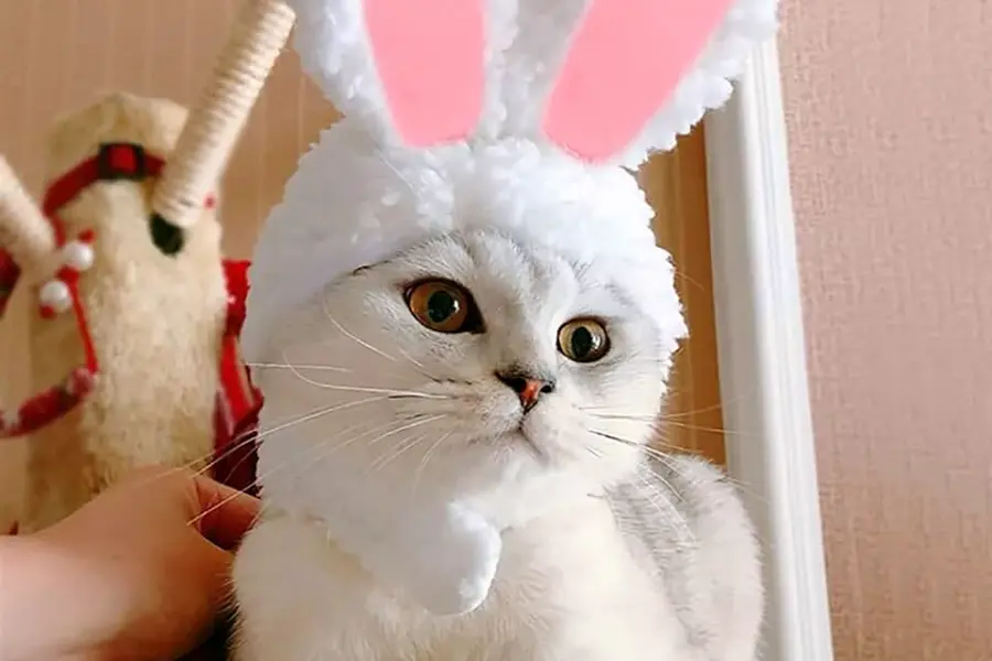 Кот в костюме кролика