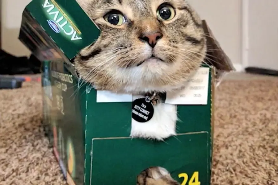 Кот в маленькой коробке