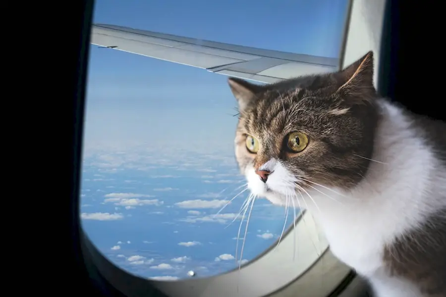 Кот в самолете