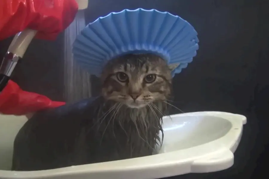 Кот в шапочке для душа