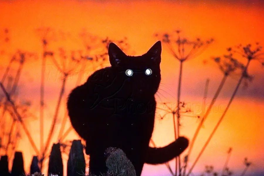 Кот в темноте