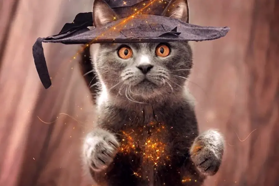 Кот волшебник