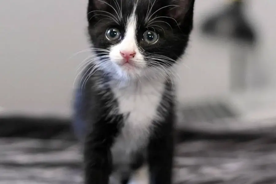 Котенок черно-белый