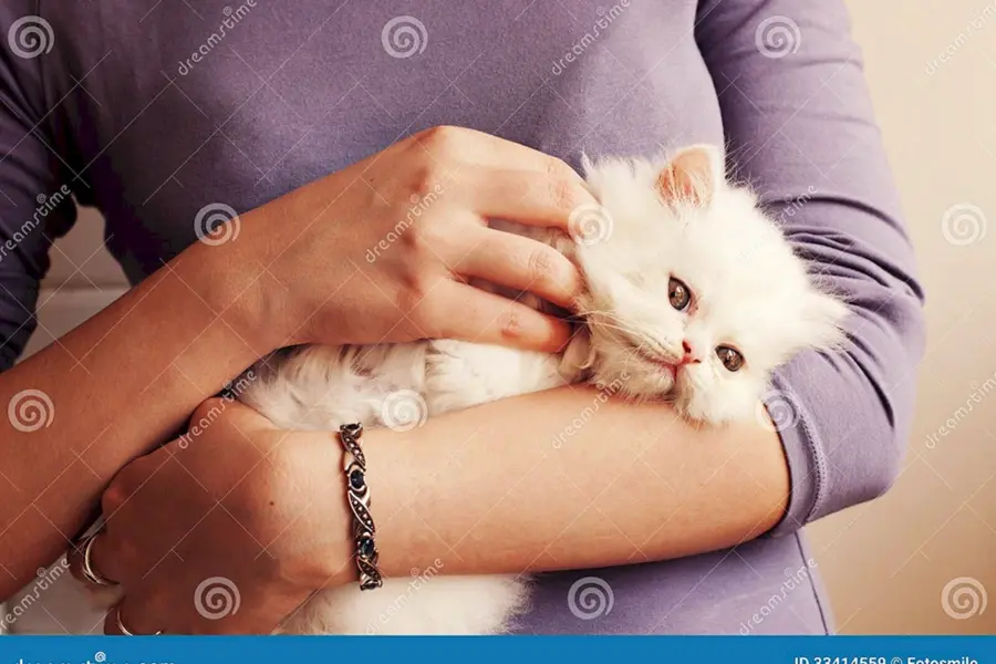Котенок на руках