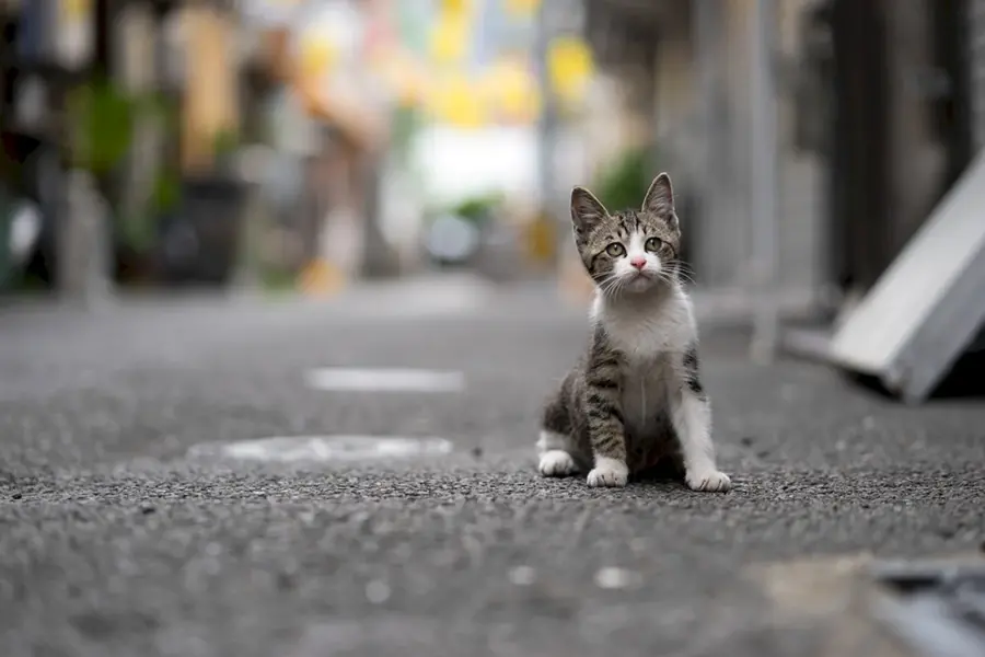 Котенок на улице