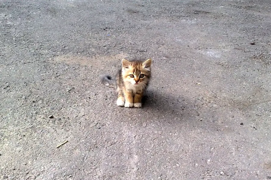 Котенок на улице