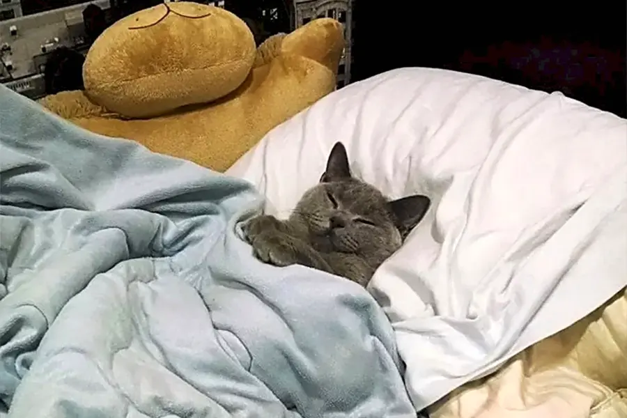 Котенок в кроватке Мем