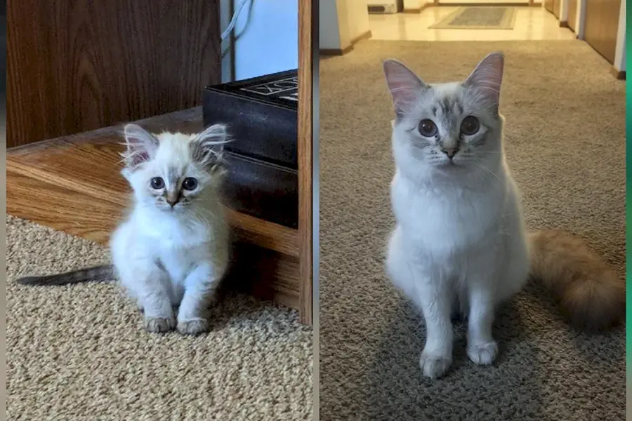 Котенок вырос