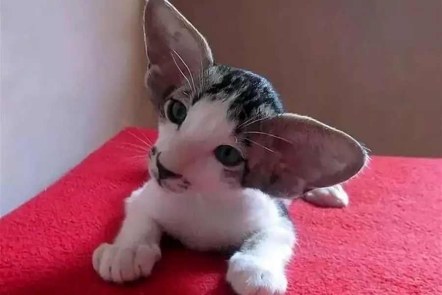 Котята с большими ушами