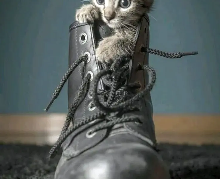 Котята в ботинке