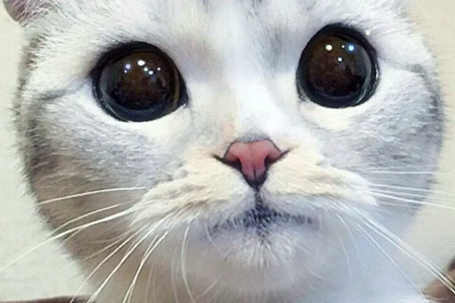 Котик с большими глазами