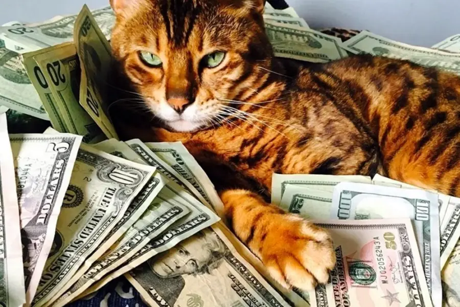 Котик с деньгами