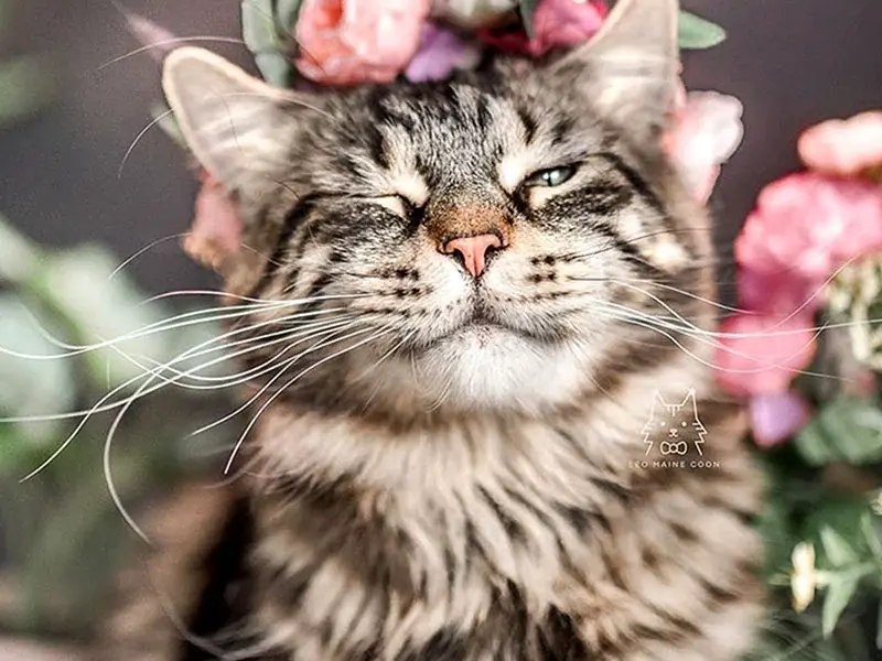 Котик с цветами фото