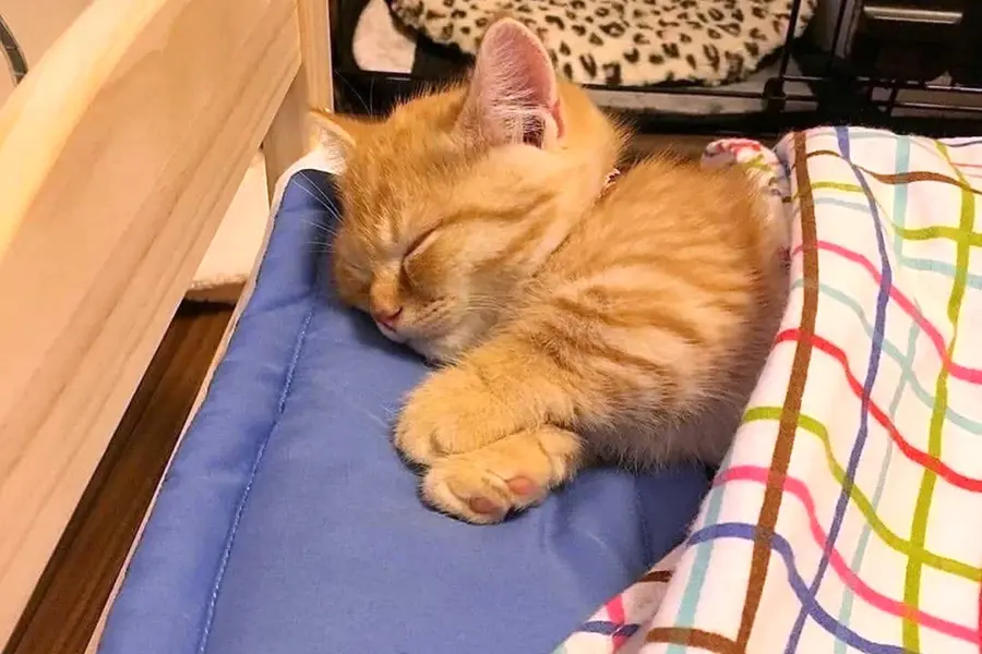 Котик спит в кроватке