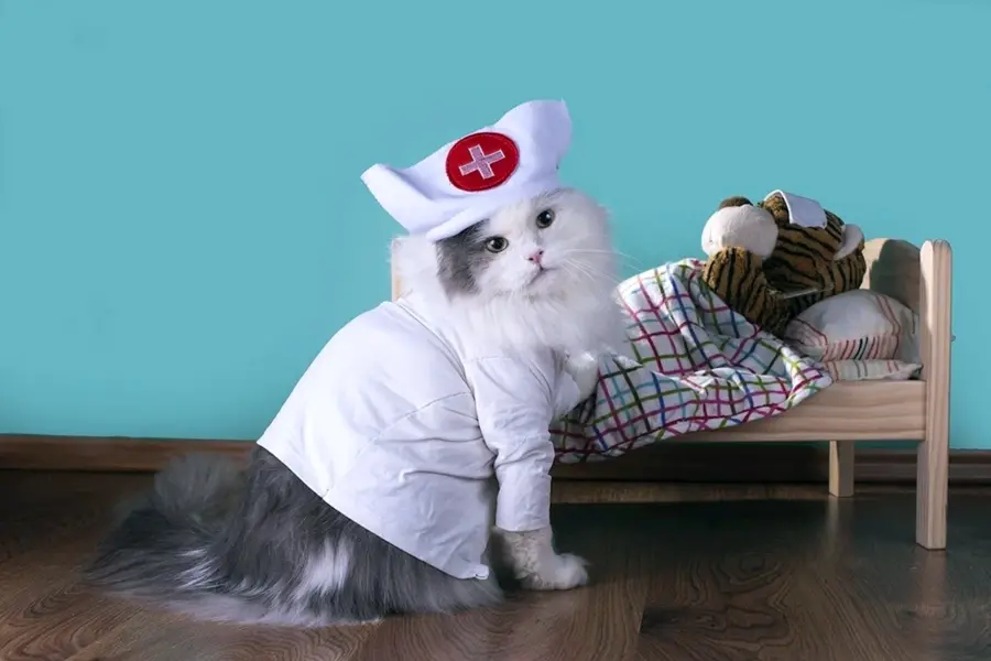 Котик в костюме доктора