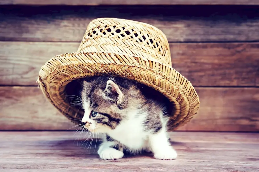 Котик в шляпе
