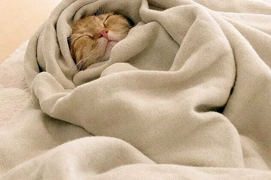 Котик завернутый в одеяло
