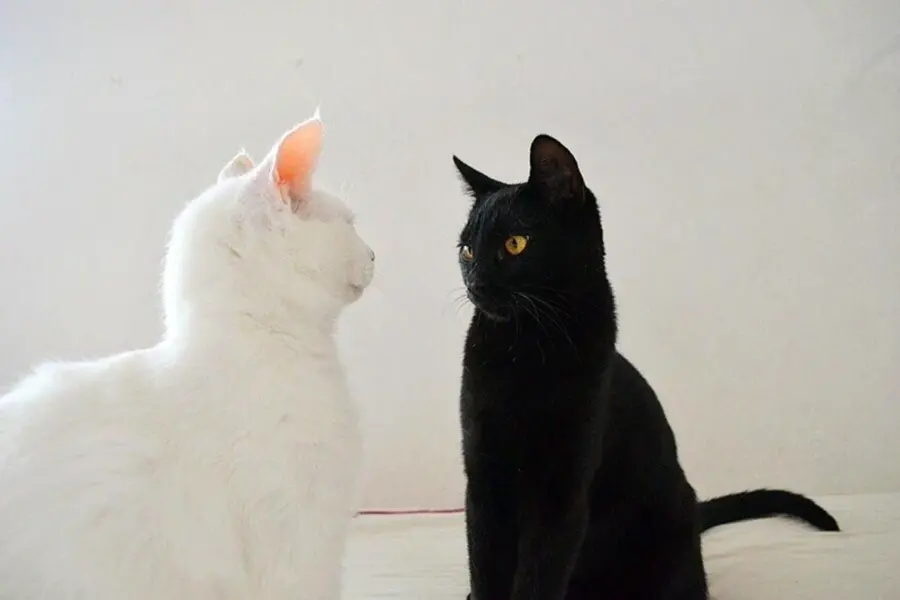 Котики черный и белый