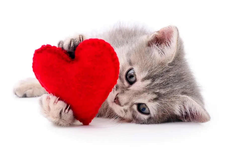 Котики с сердечками