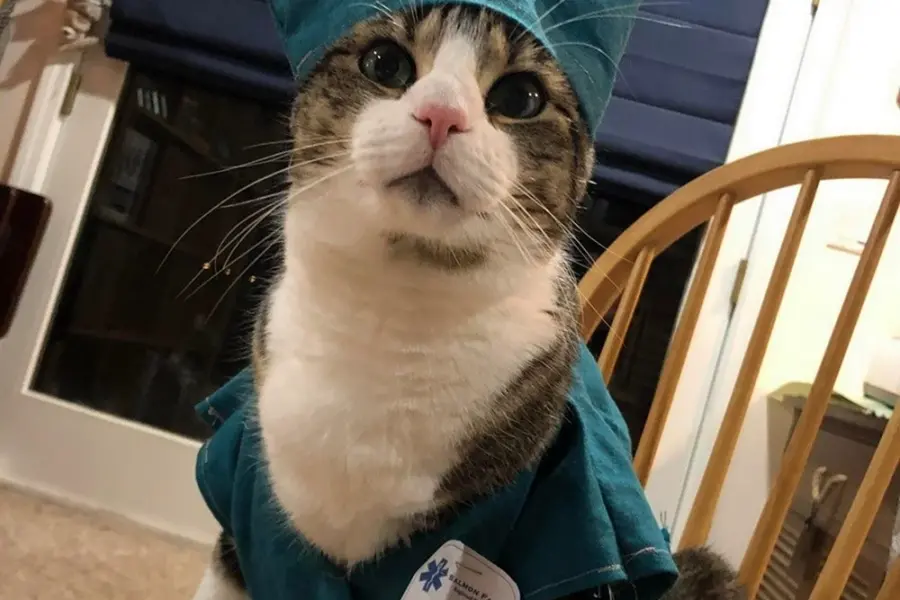 Коты медики