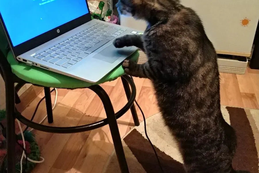 Коты программисты