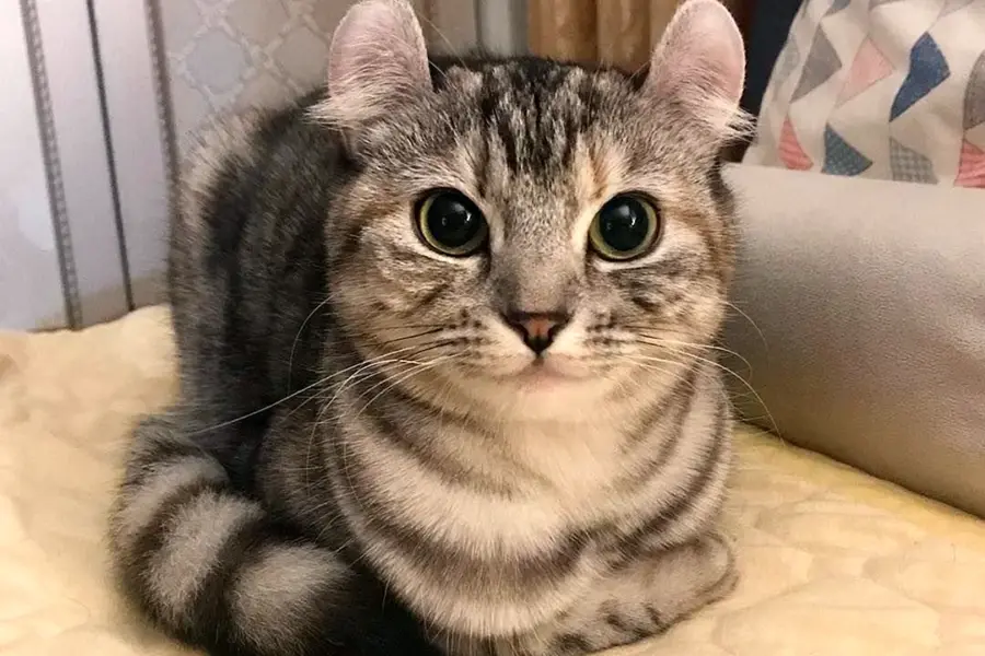 Коты с круглыми ушами