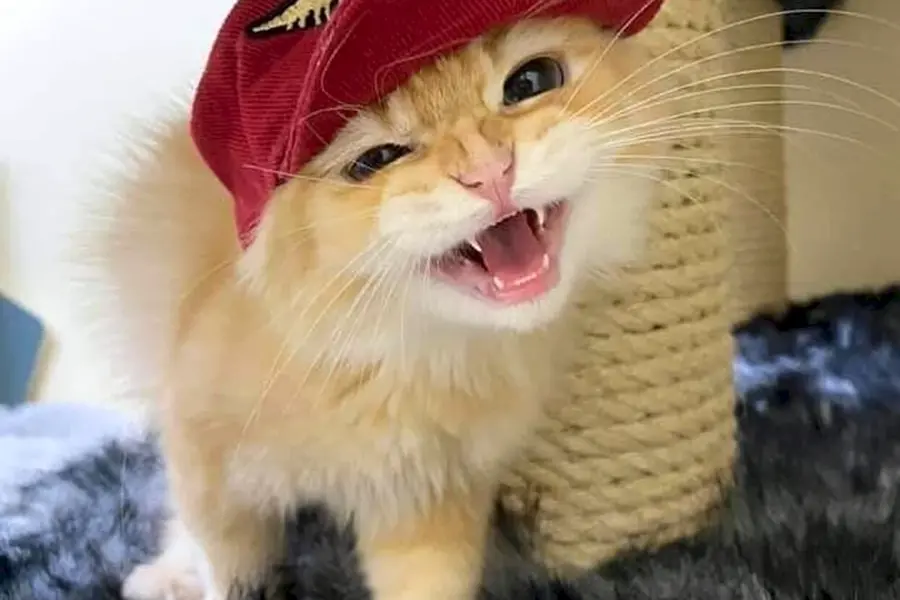 Коты в кепках