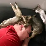 Коты в необычных позах