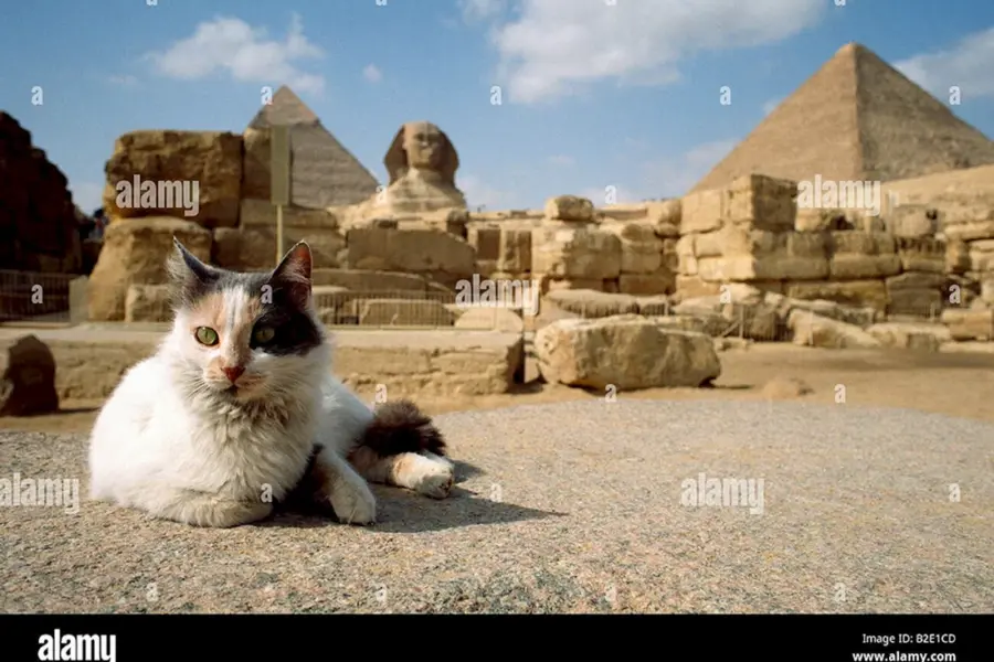 Коты жили в Египте