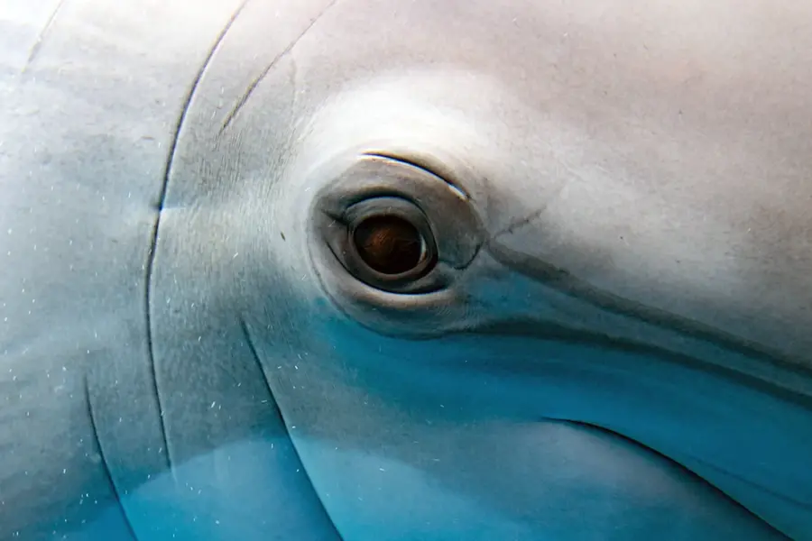 Кожа дельфина