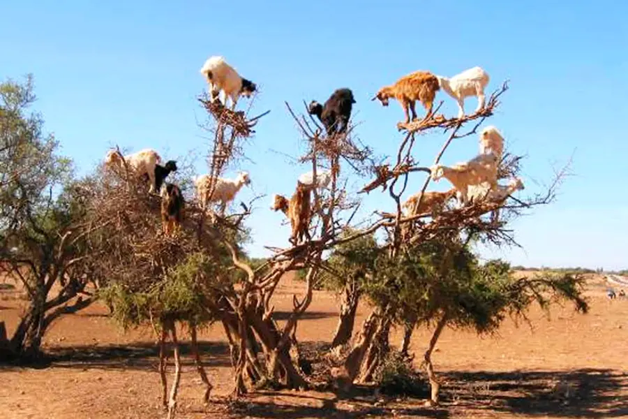 Козы на аргановых деревьях в Марокко