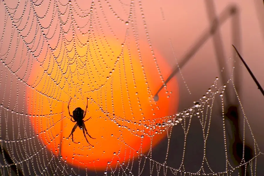 Красивый паук на паутине