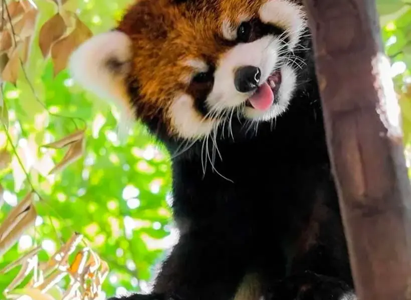 Красная енотовидная Панда