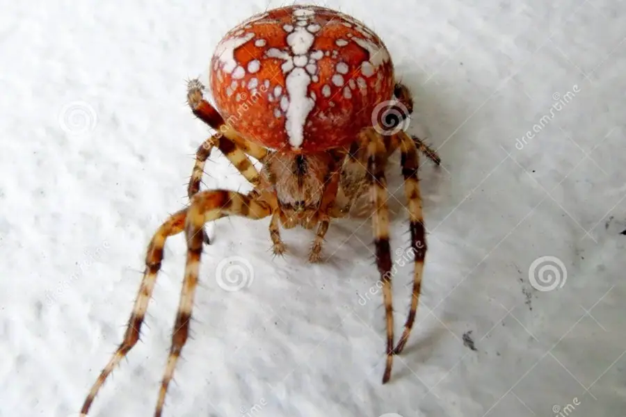 Красно белый паук