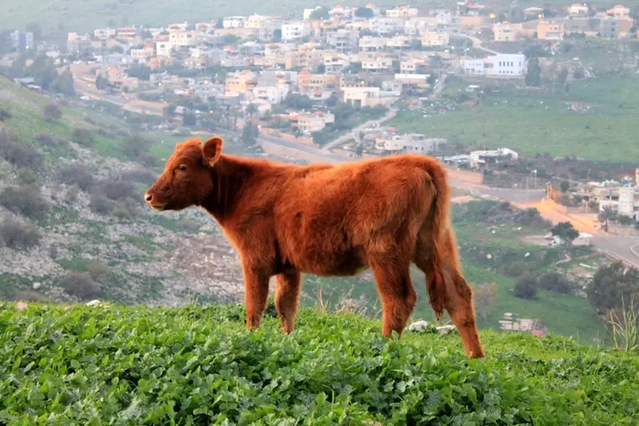 Красный теленок в Израиле