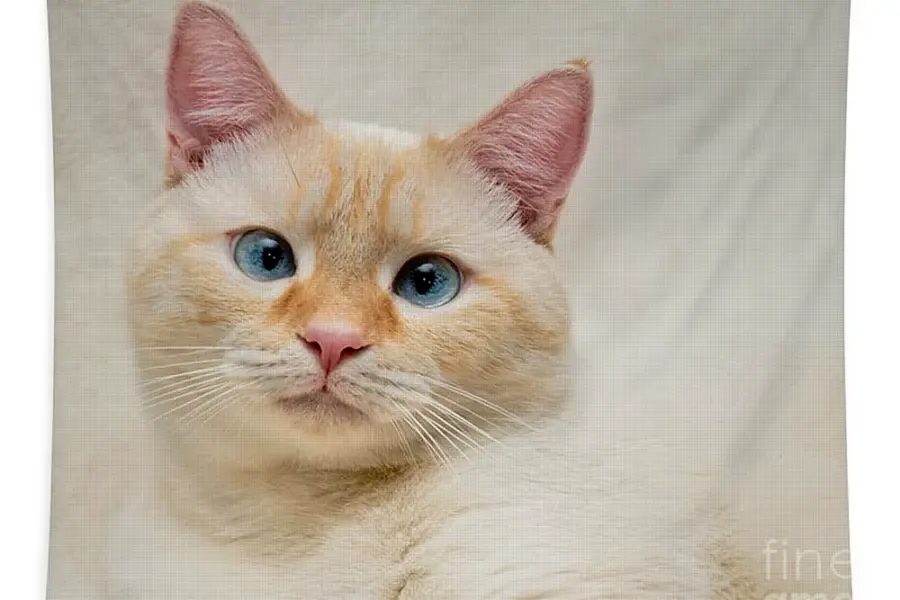Кремовый сиамский кот