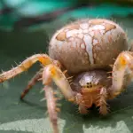 Крестовик обыкновенный паук