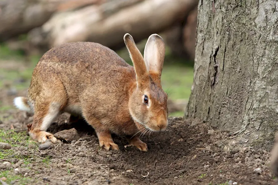 Кроль зайцеобразные
