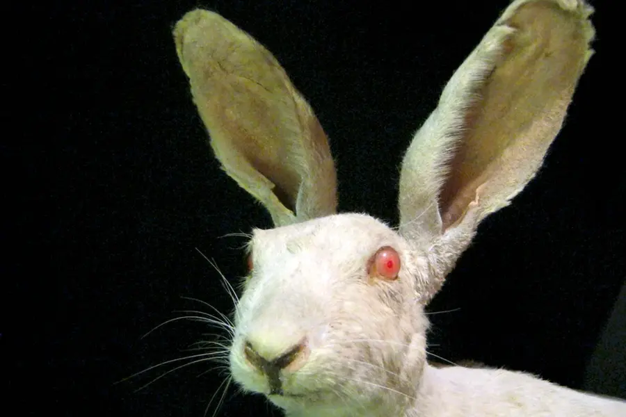 Кролик альбинос с красными глазами