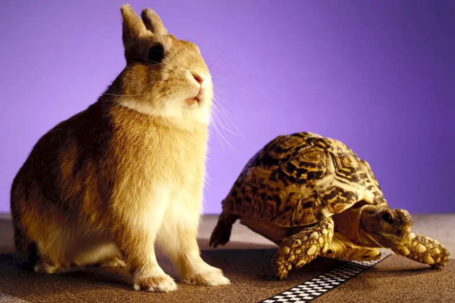 Кролик и черепашка
