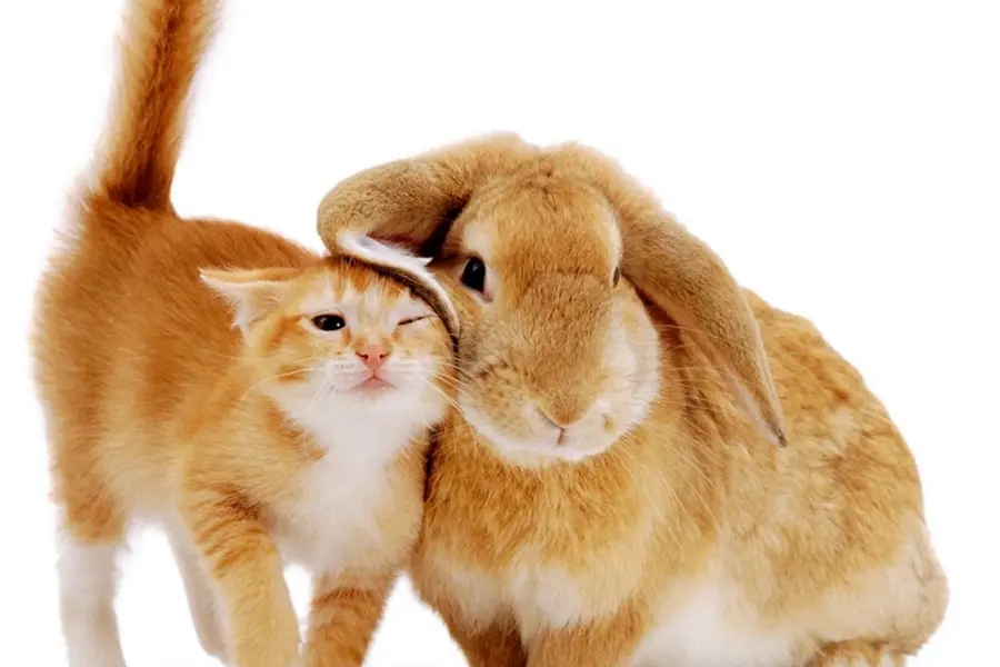 Кролик и кошка