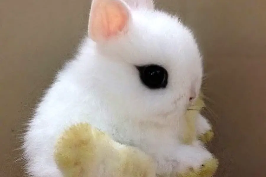 Кролик карликовый хотот