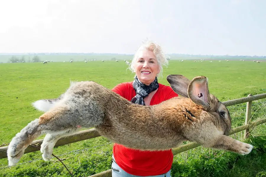 Кролик великан рекорд