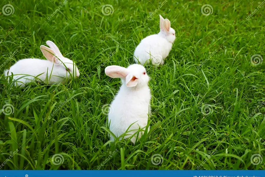 Кролики на лужайке