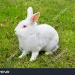 Кролики породы альбинос