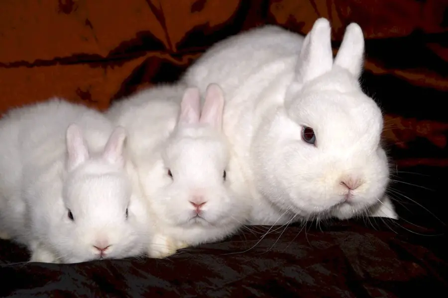 Кролики породы гермелин