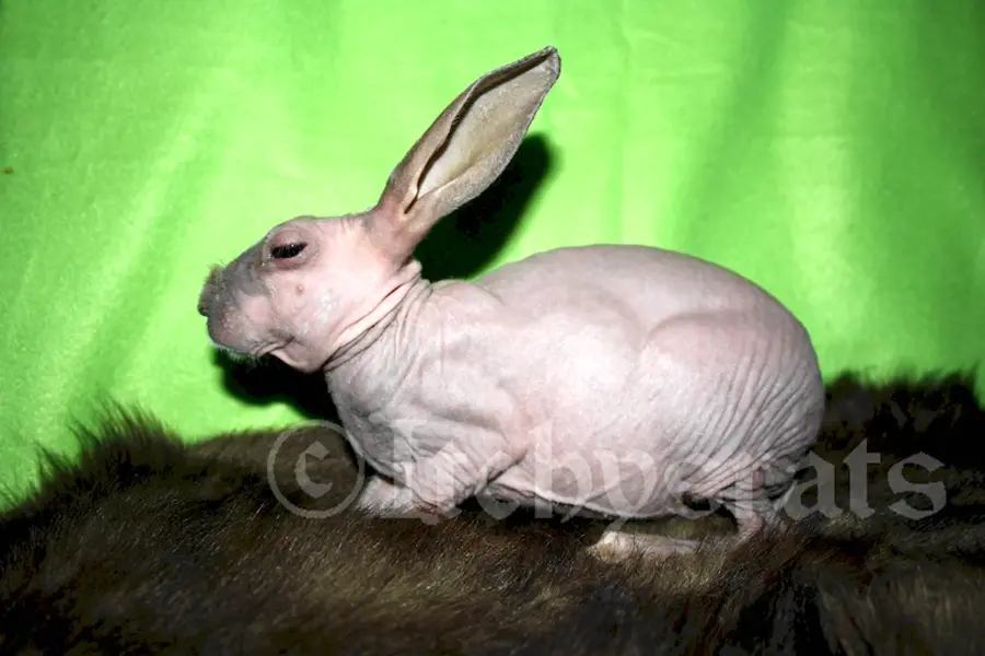 Кролики породы сфинкс