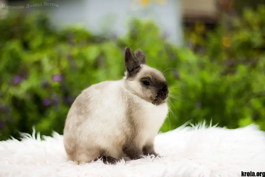 Кролики сиамской породы