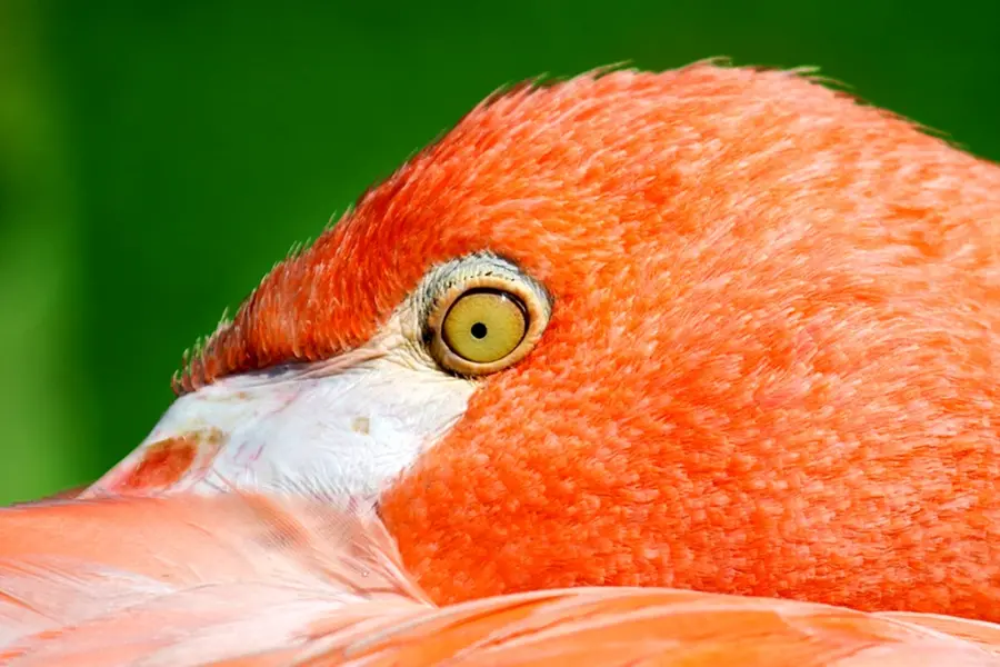 Крупная оранжевая птица